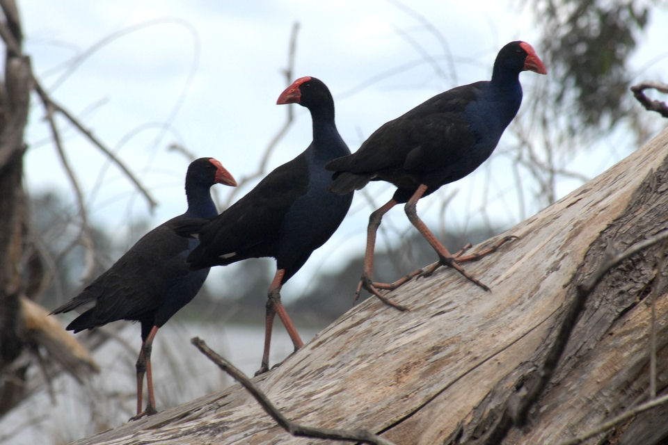 Purple Swamphen (Porphyrio porphyrio)